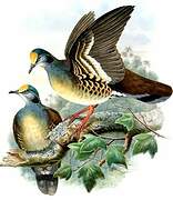 Sulawesi Ground Dove