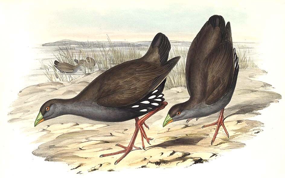 Gallinule aborigène