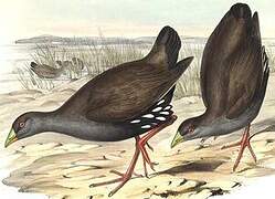 Gallinule aborigène