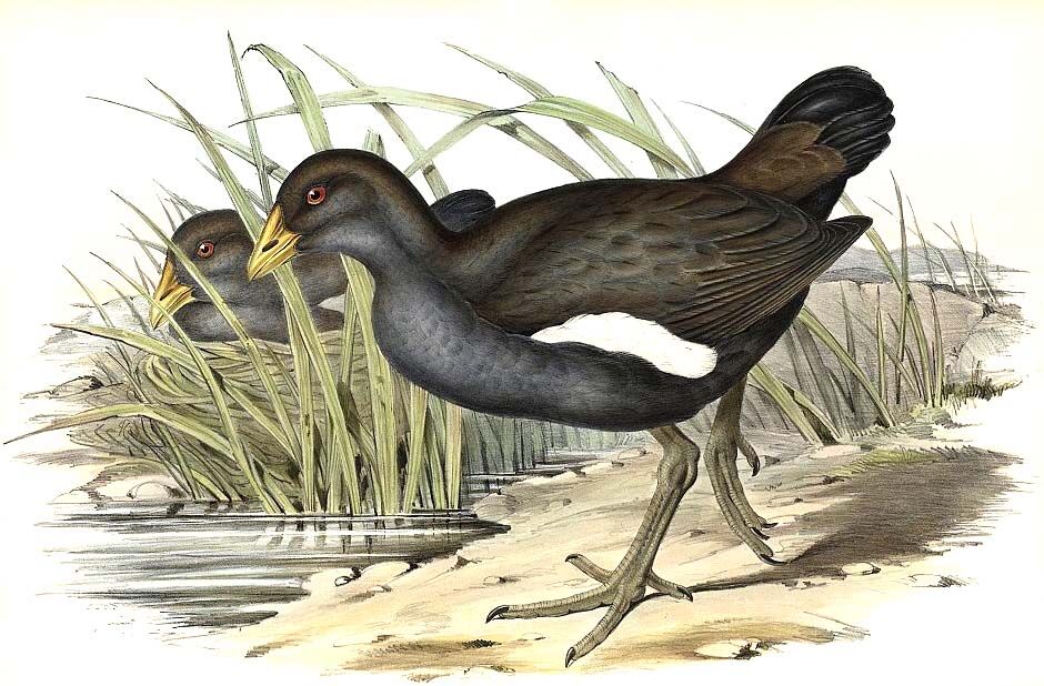 Tasmanian Nativehen