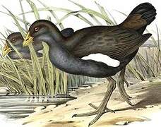 Tasmanian Nativehen