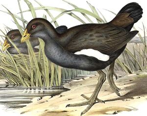 Gallinule de Tasmanie