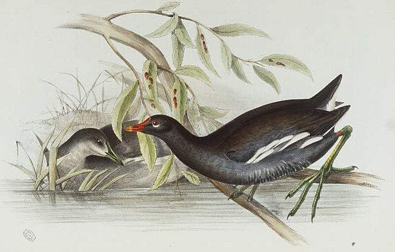 Common Moorhen