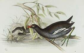 Gallinule poule-d'eau