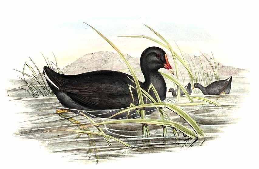 Dusky Moorhen