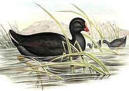 Gallinule sombre