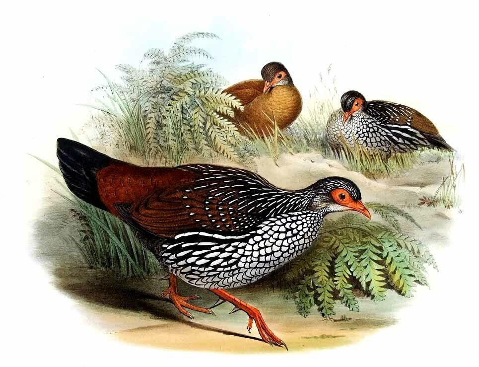 Sri Lanka Spurfowl