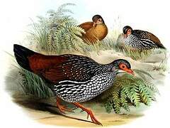 Sri Lanka Spurfowl