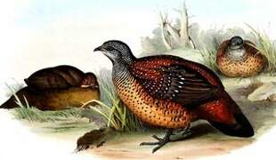 Painted Spurfowl