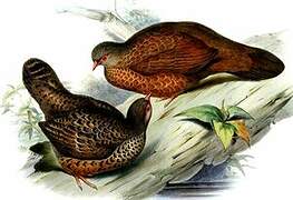 Red Spurfowl