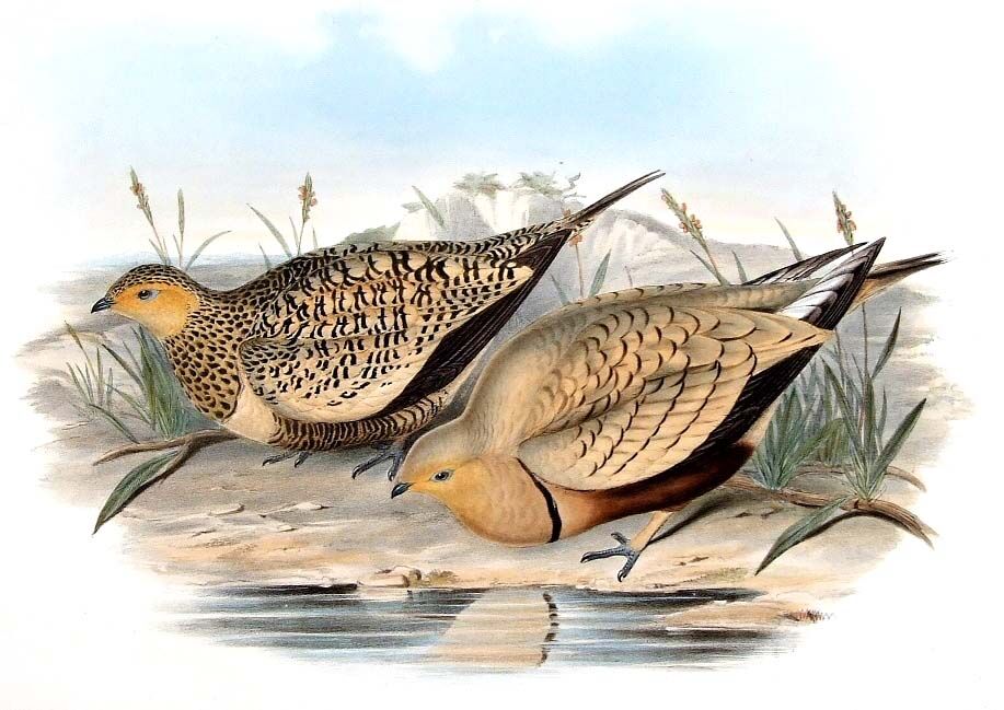 Chestnut-bellied Sandgrouse