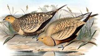 Chestnut-bellied Sandgrouse