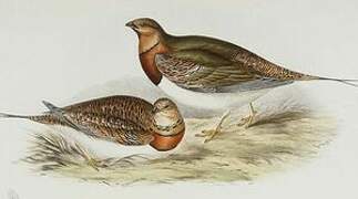 Pin-tailed Sandgrouse