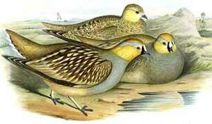 Crowned Sandgrouse