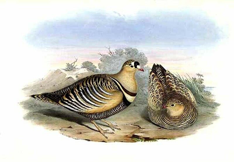 Painted Sandgrouse