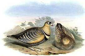 Painted Sandgrouse