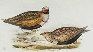 Black-bellied Sandgrouse