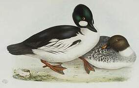 Common Goldeneye