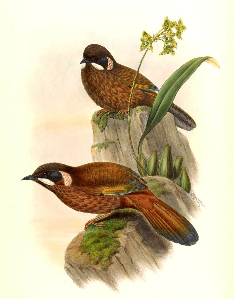 Black-faced Laughingthrush