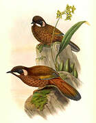 Black-faced Laughingthrush