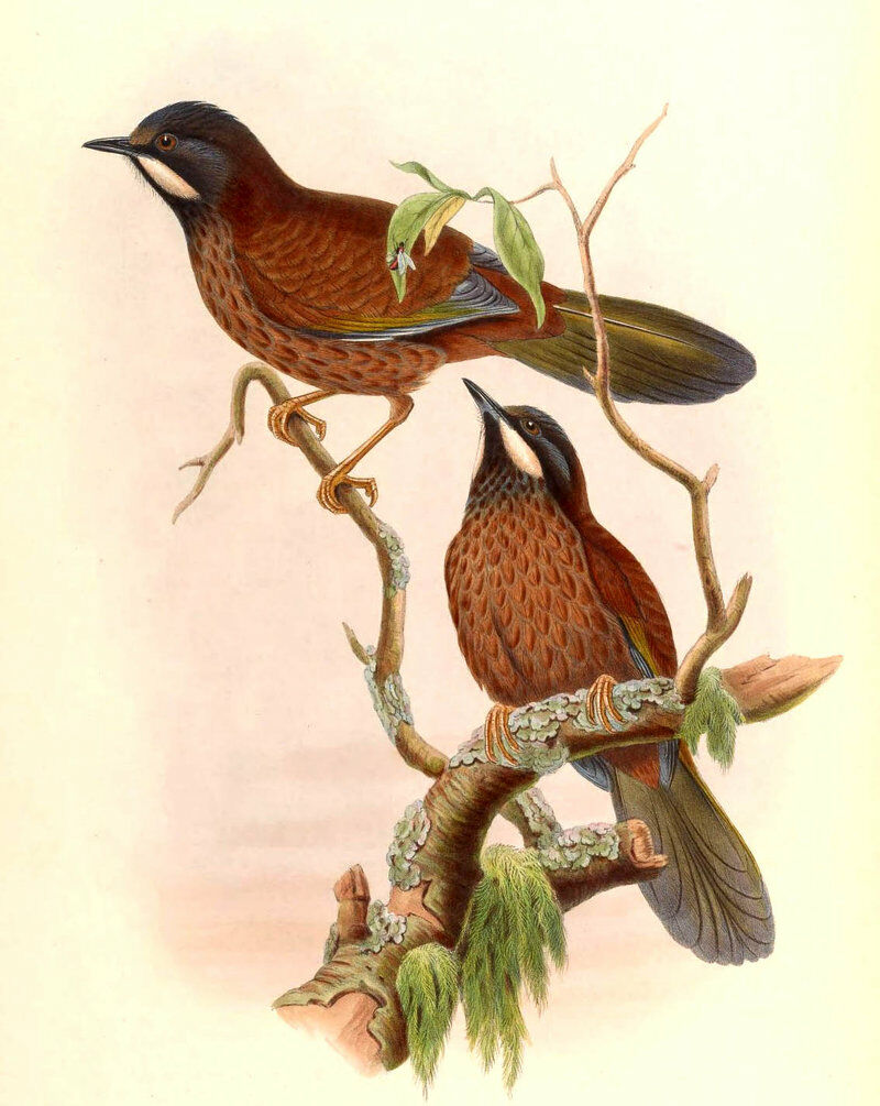 Black-faced Laughingthrush