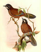 Black-faced Laughingthrush