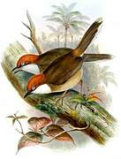 White-throated Laughingthrush