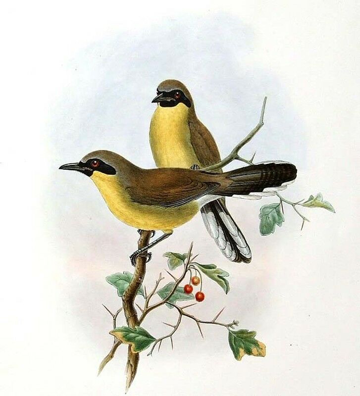 Yellow-throated Laughingthrush