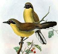 Yellow-throated Laughingthrush