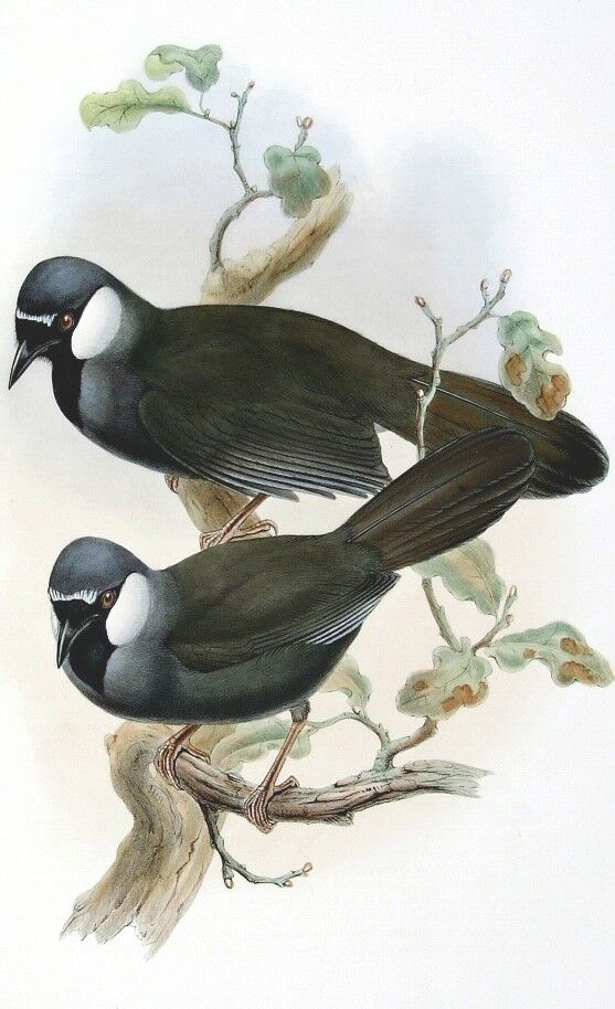 Black-throated Laughingthrush