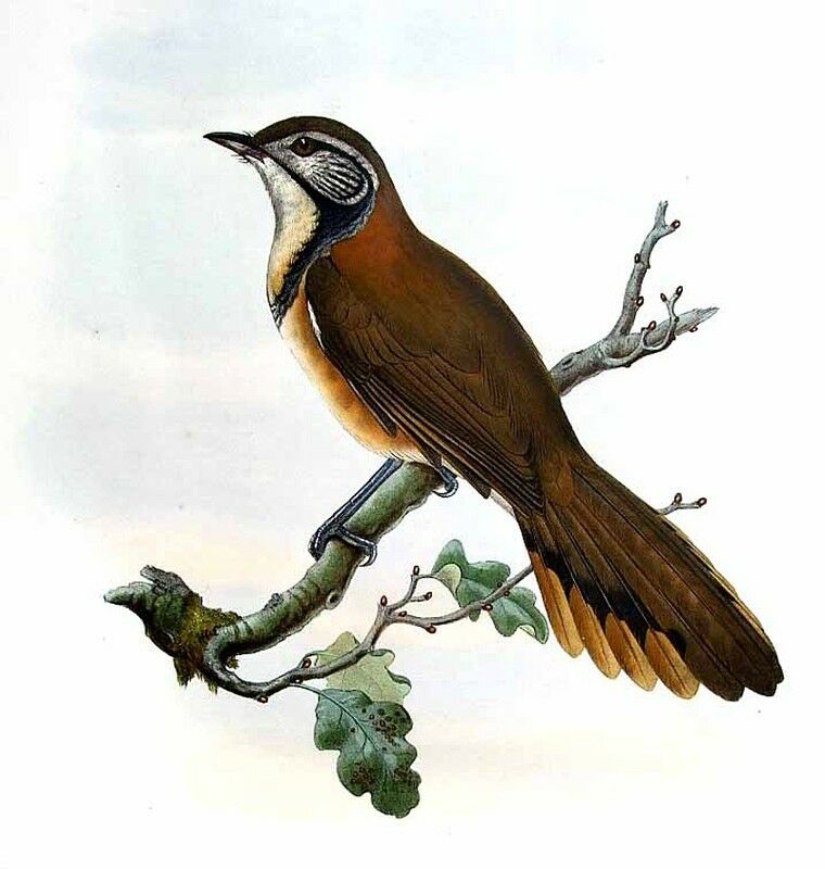 Greater Necklaced Laughingthrush