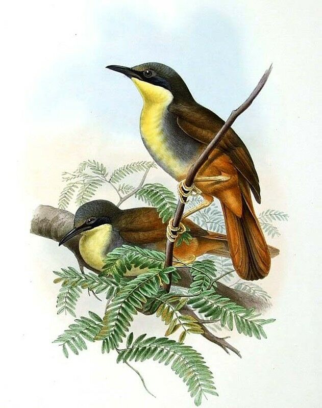 Rufous-vented Laughingthrush