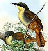 Rufous-vented Laughingthrush