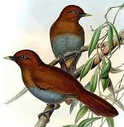 Rusty Laughingthrush