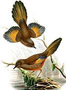 Elliot's Laughingthrush