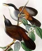 Wynaad Laughingthrush