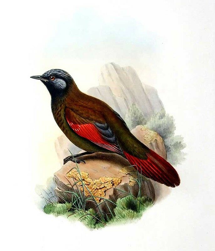 Red-winged Laughingthrush