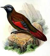 Red-winged Laughingthrush