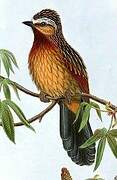 Striped Laughingthrush