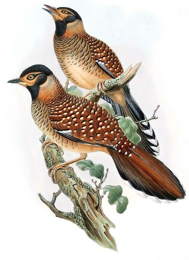 Spotted Laughingthrush