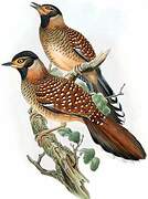 Spotted Laughingthrush