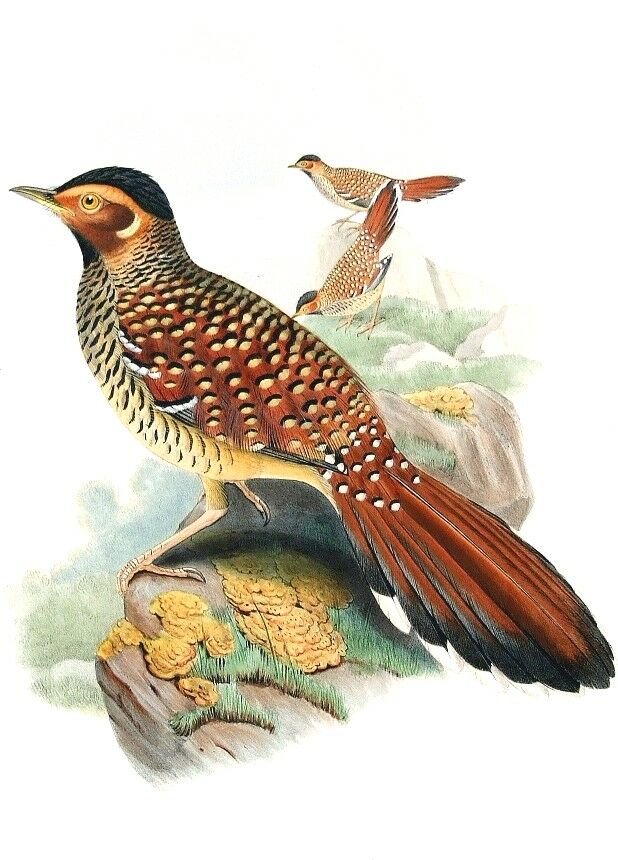 Spotted Laughingthrush