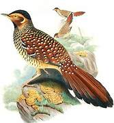 Spotted Laughingthrush