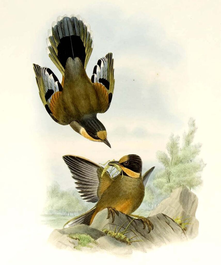 Variegated Laughingthrush