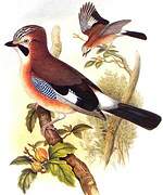 Eurasian Jay