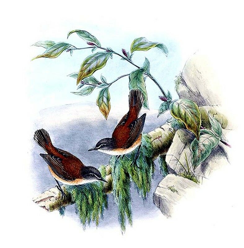 Rufous-sided Gerygone