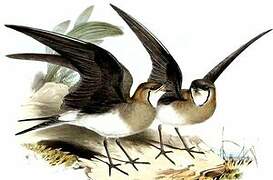 Black-winged Pratincole