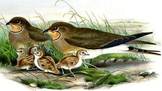 Collared Pratincole