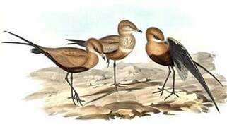 Australian Pratincole