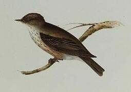 Spotted Flycatcher